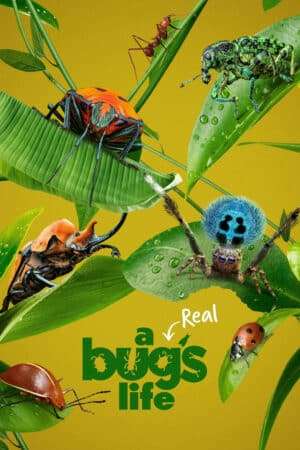 Thumber A Real Bug's Life