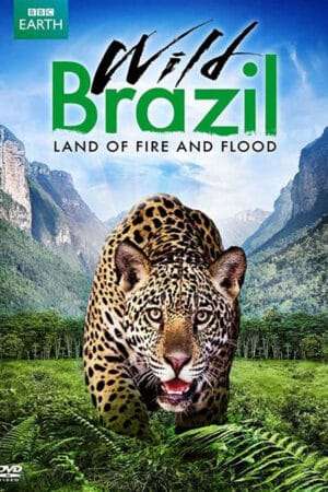 Thumber Thiên Nhiên Brazil Hoang Dã