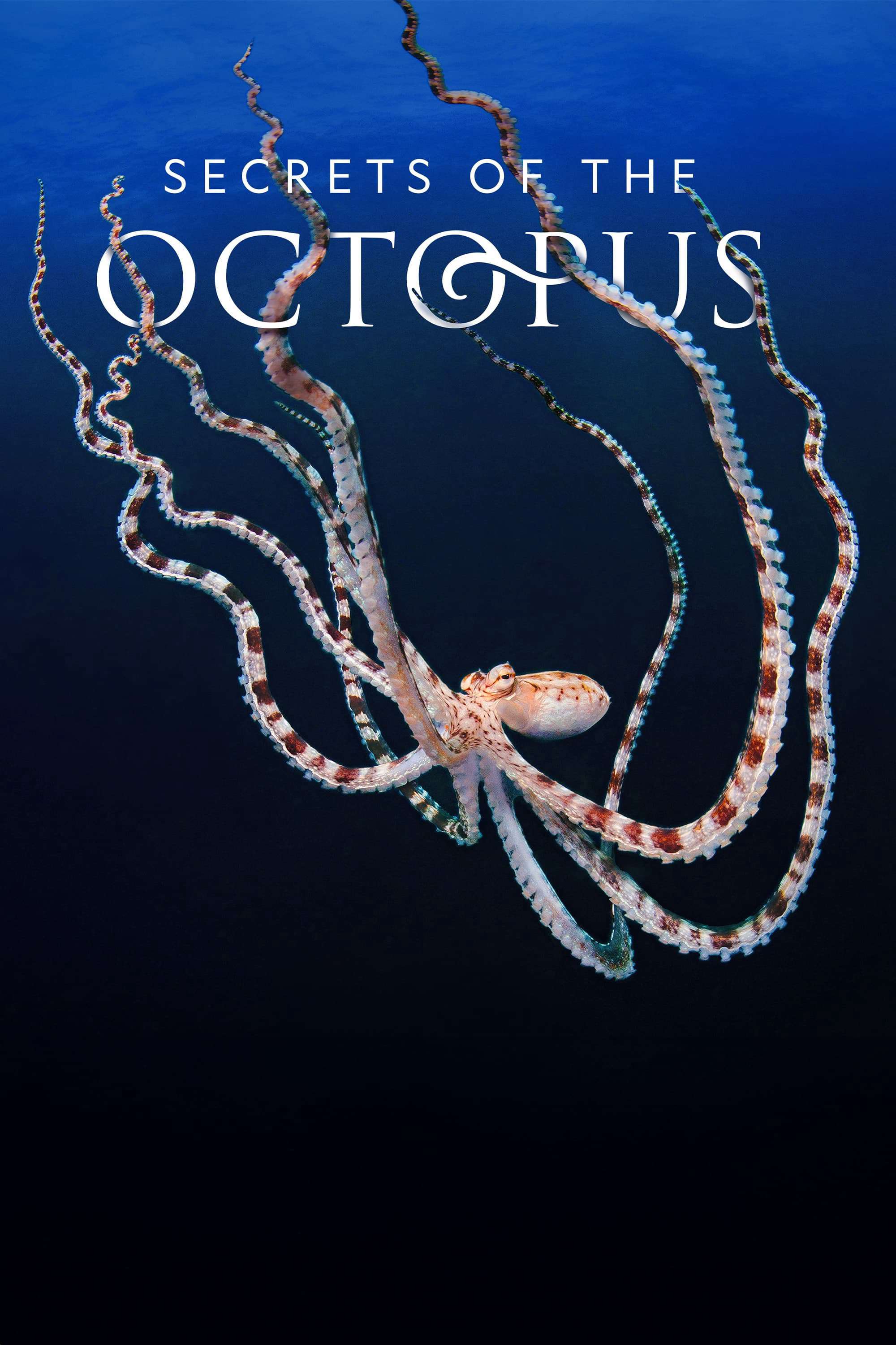 Thumber Secrets of the Octopus