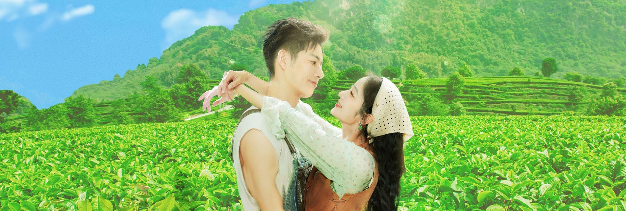 poster Đồi Trà Tình Yêu Love in the Tea Garden