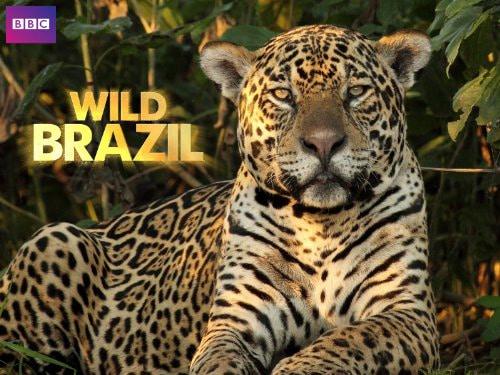 poster Thiên Nhiên Brazil Hoang Dã Wild Brazil